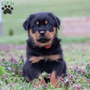 Rex, Rottweiler Puppy